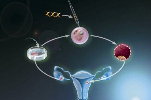 北京包成功率的助孕公司，二胎试管可以放两个胚胎吗
