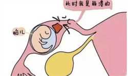 <b>北京哪个医院能供卵~北京二代试管男孩几率，每天吃一个牛油果不仅对卵泡发</b>